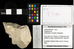 Foto (Objekt + Etiketten) von Oxythyreus sp. 